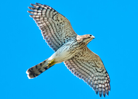 Cooper's Hawk