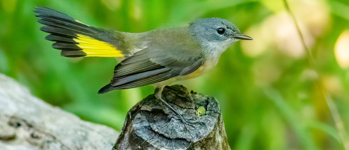 Female American Redstart. Photo by Matthew Jolley, Shutterstock.