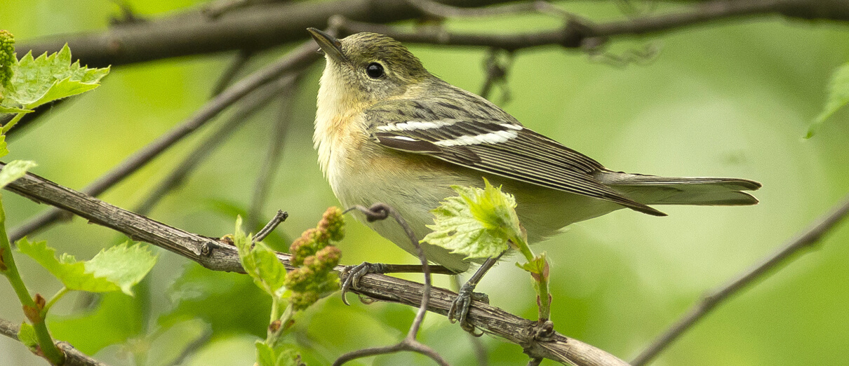 Female Bay-breasted Warbler by François Martin, Macaulay Library at the Cornell Lab of Ornithology