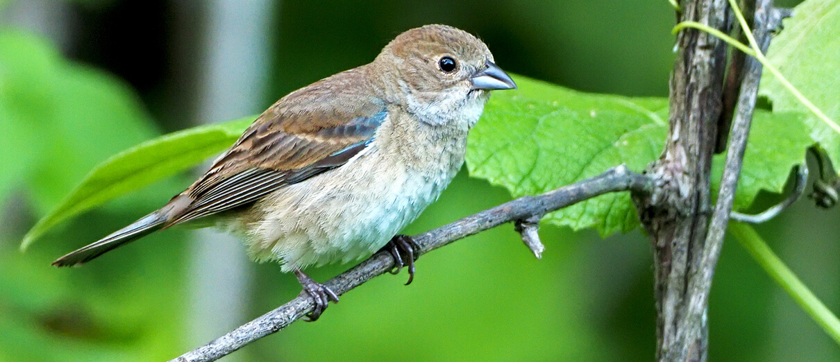 Female Indigo Bunting by Gary Mueller, Macaulay Library at the Cornell Lab of Ornithology