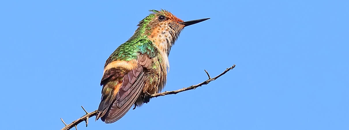 Short-crested Coquette. Photo by Greg Homel/Natural Elements Productions