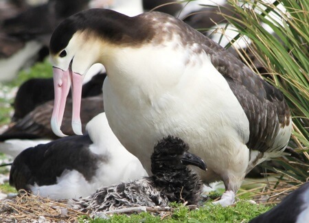 Female Short-tailed Albatross with chick, USFWS Pacific Region