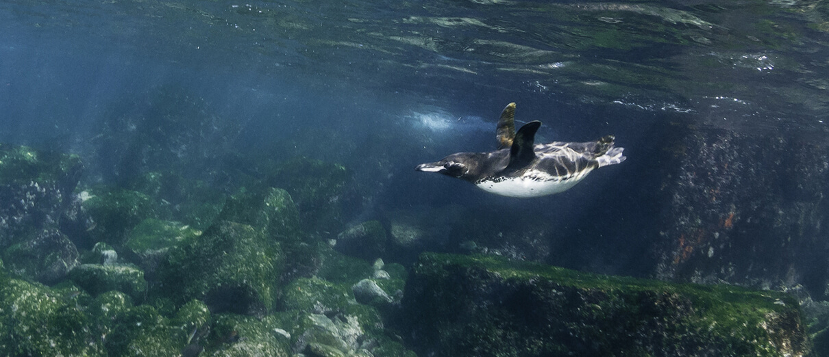 Galapagos Penguin