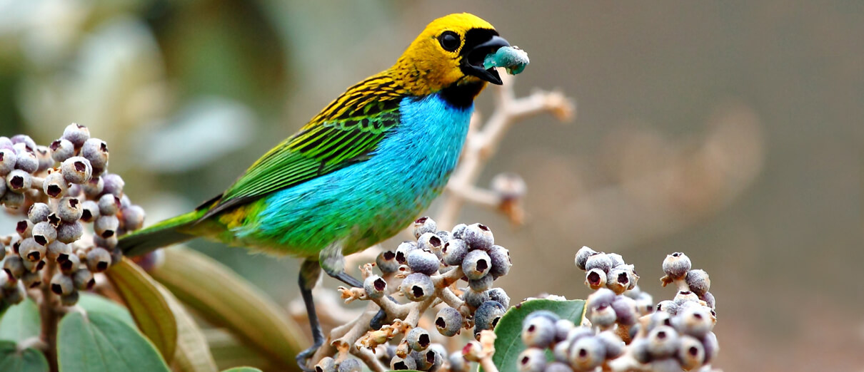 Gilt-edged Tanager, Minas Gerais, Brazil. Photo by Hector Bottai