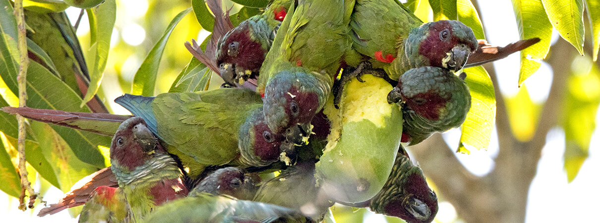 Goiás Parakeet. Photo by Ciro Albano