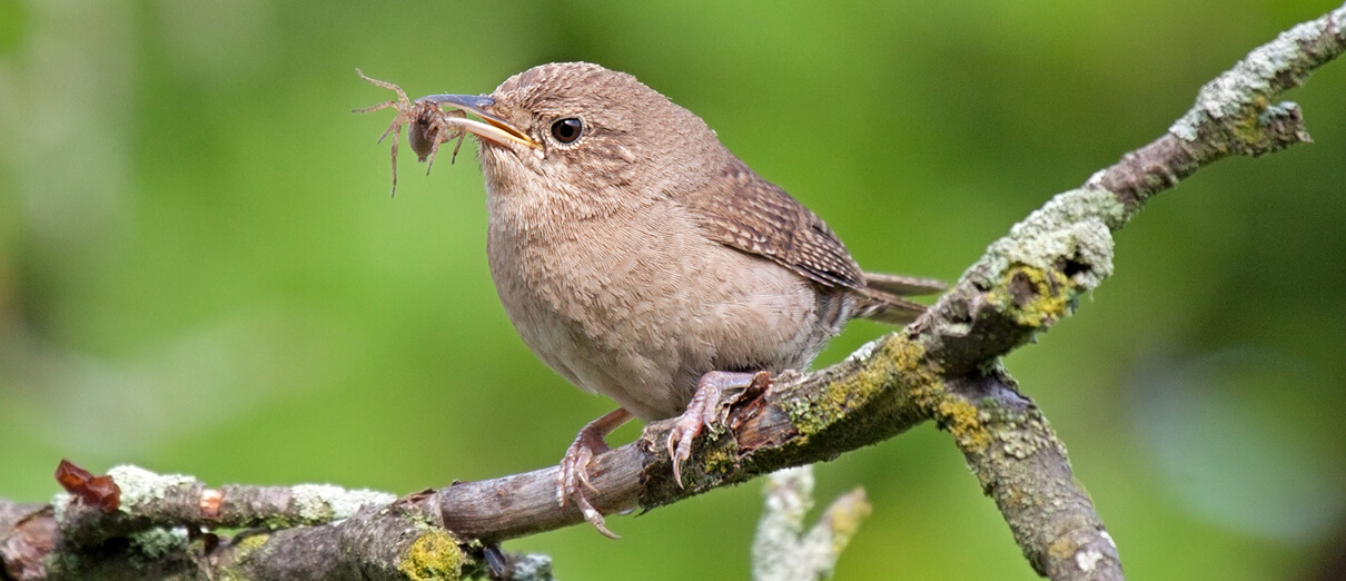 House Wren. Photo by Mike Truchon, Shutterstock