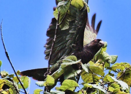 Imperial Amazon, Paul Reillo, Rare Species Conservation Foundation