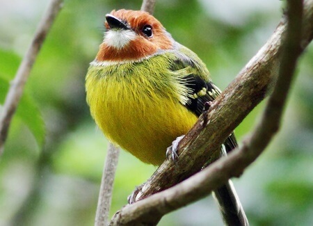 Johnson's Tody-Flycatcher, Jean Paul Perret