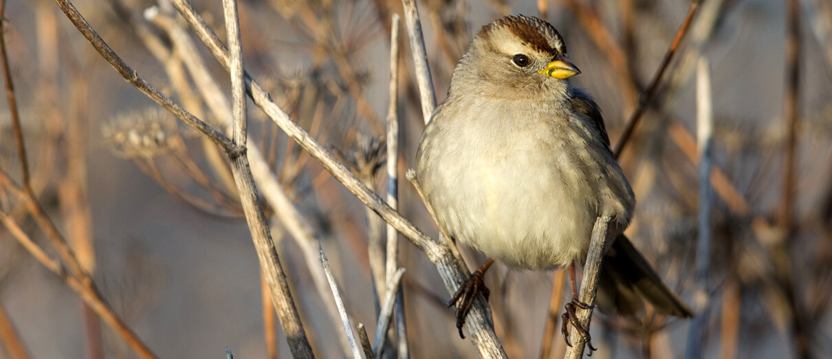 Juvenile White-crowned Sparrow