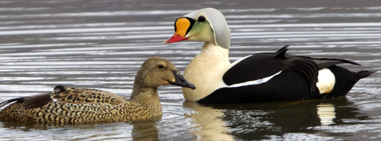 King Eider pair. Rob Kempers/Shutterstock.