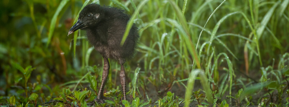 King Rail chick. Photo by Nattapong Assalee/Shutterstock