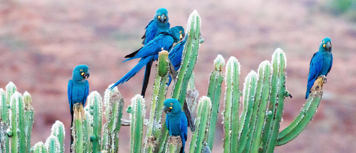 Lear's Macaw