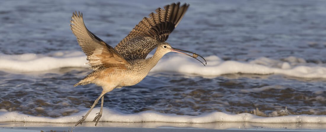 Long-billed Curlew