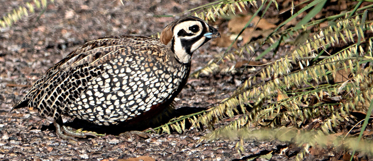 Male Montezuma Quail in Portal, Arizona. Photo by Bettina Arrigoni, CC BY 2.0.