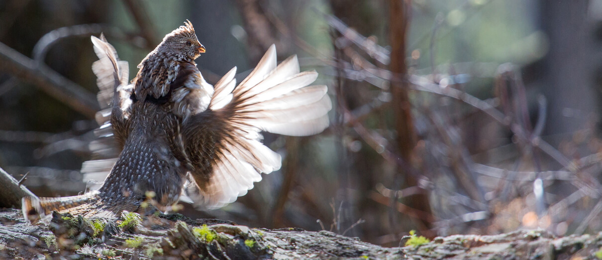 Male Ruffed Grouse drumming by Neal Herbert