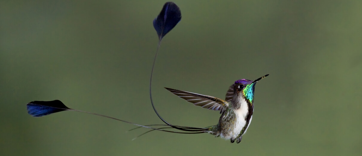 Marvelous Spatuletail by Dubi Shapiro