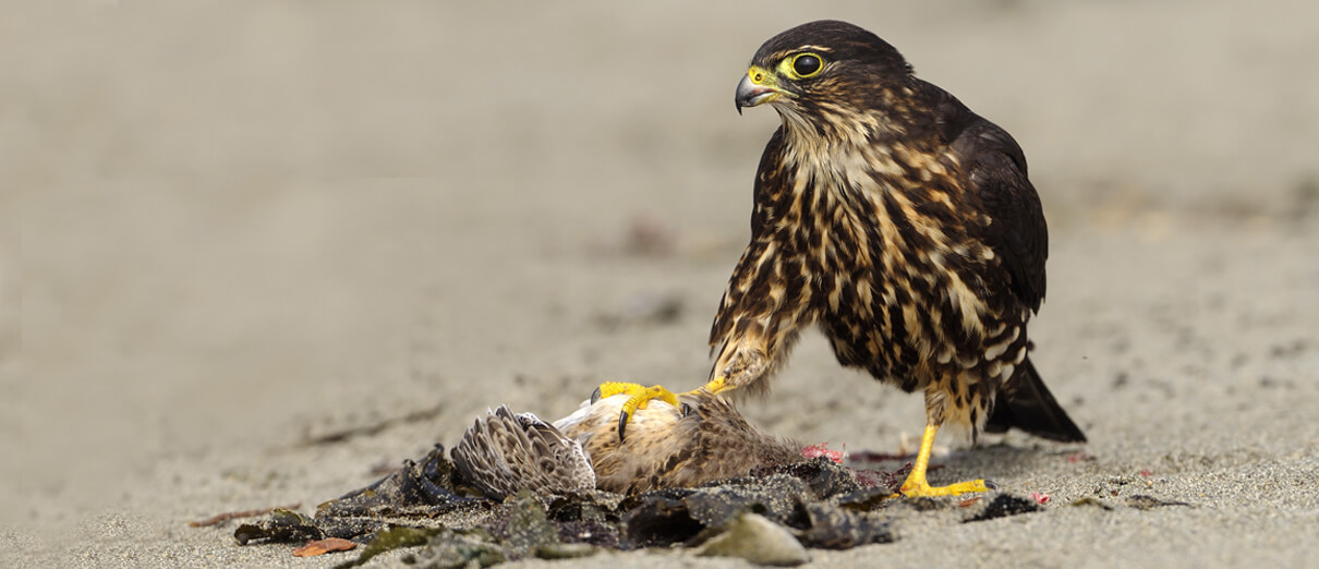 Merlin with prey