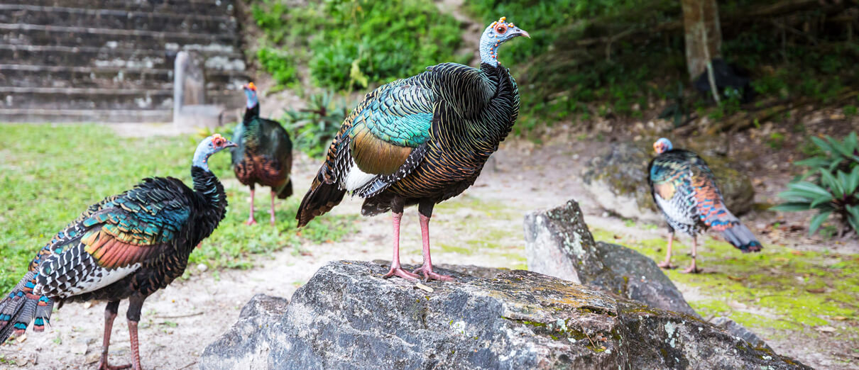 Ocellated Turkeys