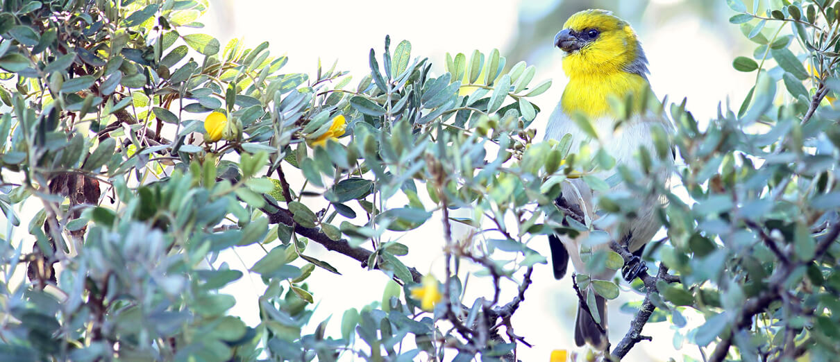 Palila in Māmane tree by Alexander Clark