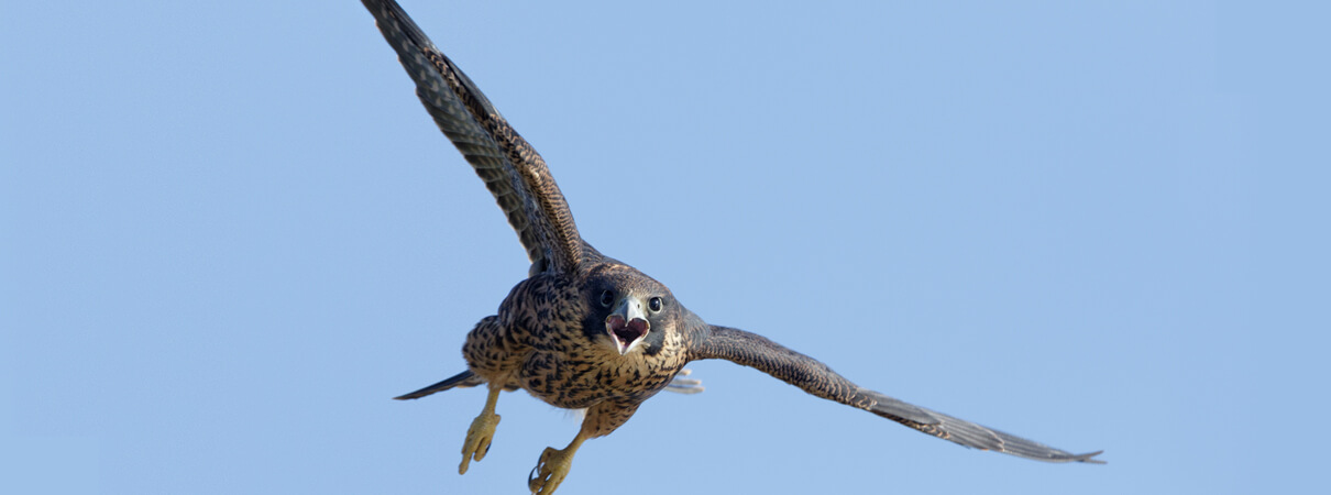 Peregrine Falcon, TPC Imagery Mike Jackson, Shutterstock