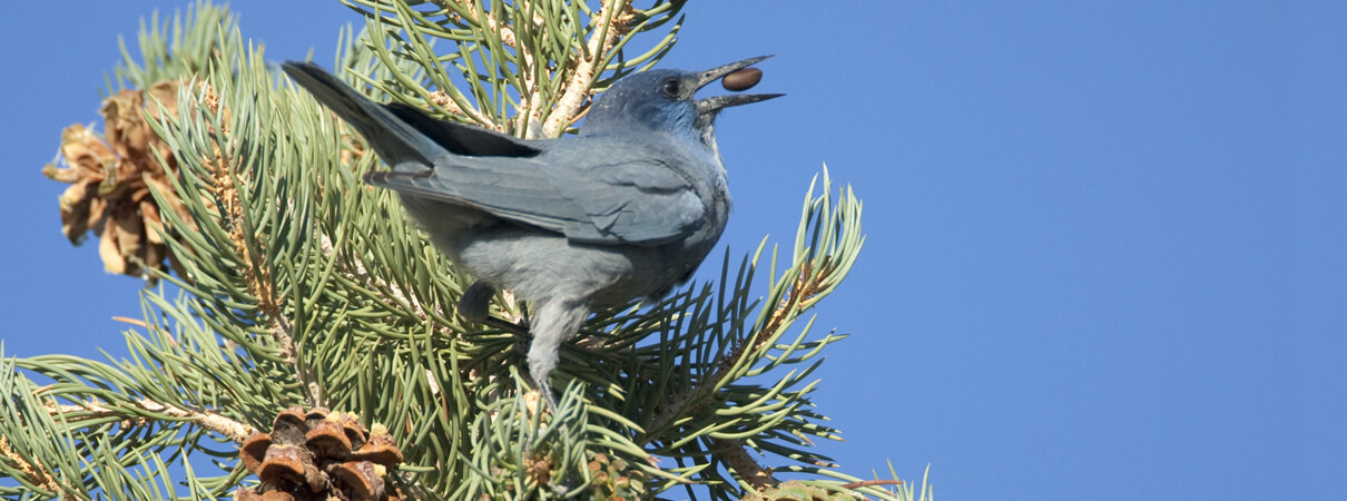 Pinyon Jay with nut, Marie Read