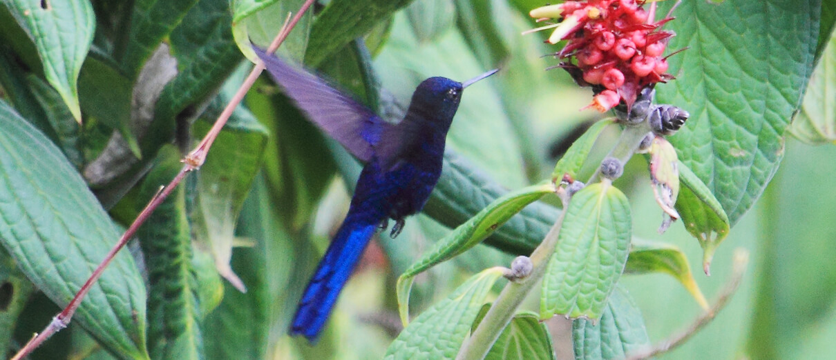 Royal Sunangel feeding. Photo by Fabio Olmos.