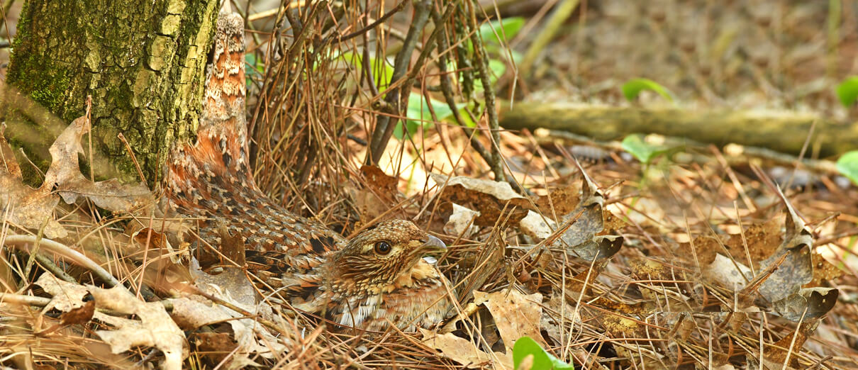 Ruffed Grouse hen on nest by Brian A. Wolf, Shutterstock