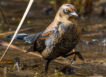 usty Blackbird_Paul Roedding, Shutterstock