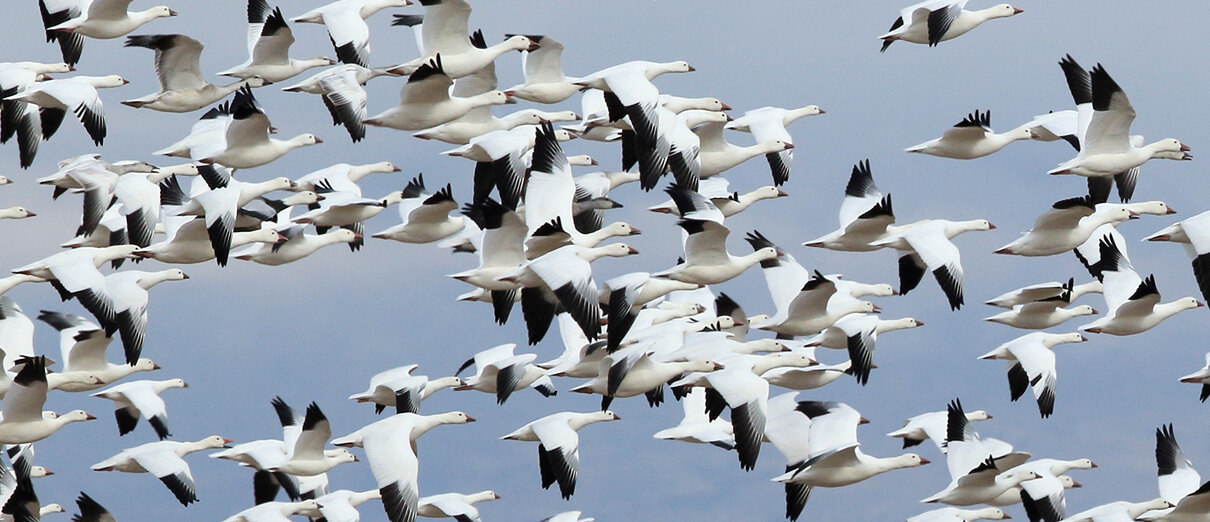 Snow Goose flock photo by Frank Fichtmuelle