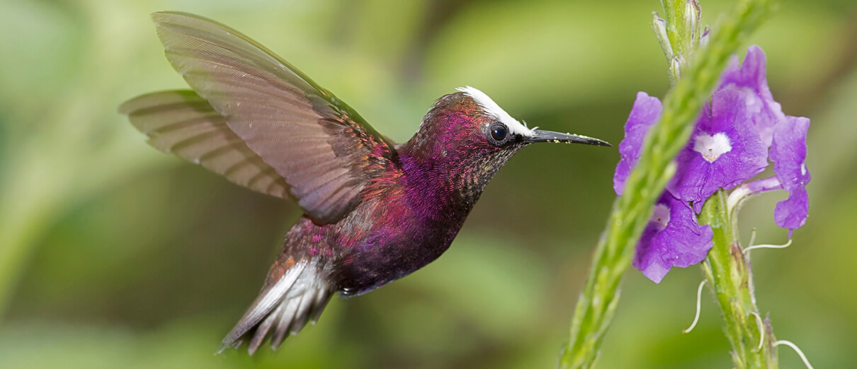 Snowcap by Roman Teteruk, Shutterstock