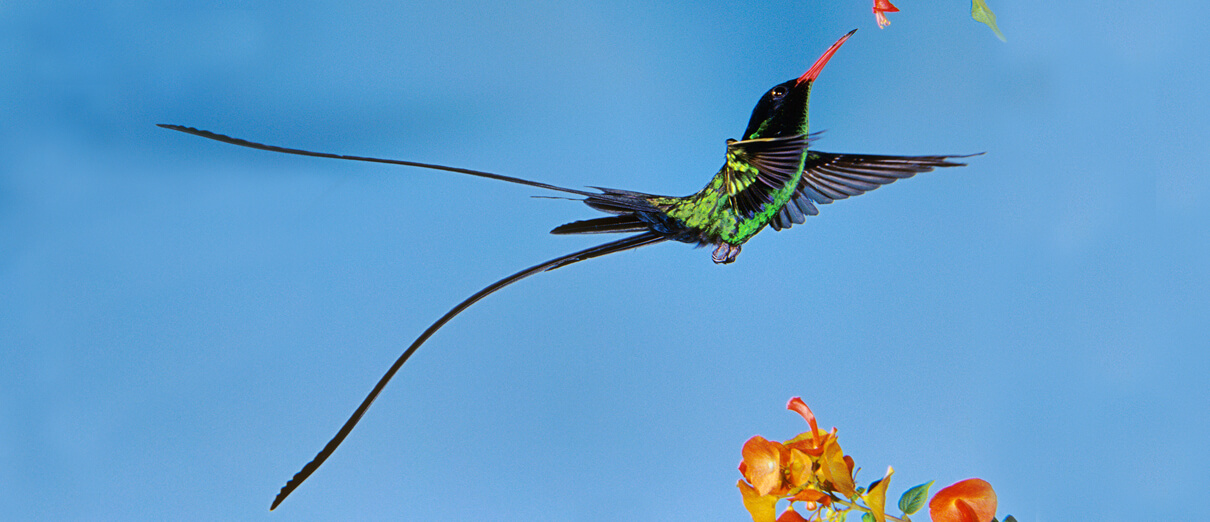 Streamertail by Rolf Nussbaumer Photography