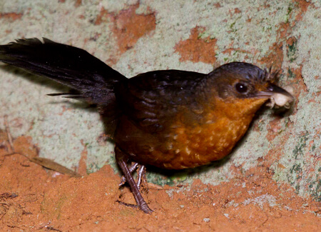 Stresemann's Bristlefront female, Biodiversitas