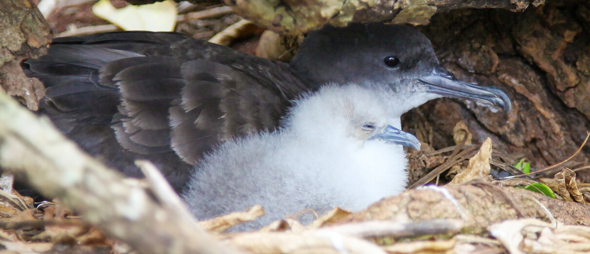 Wedge-tailed Shearwater and chick in nest burrow. Photo by Digital Studio J, Shutterstock