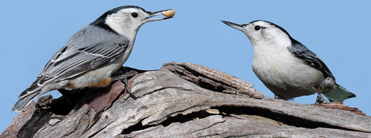 White-breasted-Nuthatches_White-breasted Nuthatches, Steve Byland Shutterstock