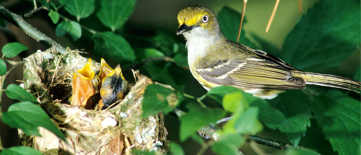 White-eyed Vireo at nest. Photo by Danita Delmont/Shutterstock