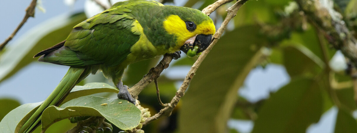 Yellow-eared Parrot feeding, Glenn Bartley