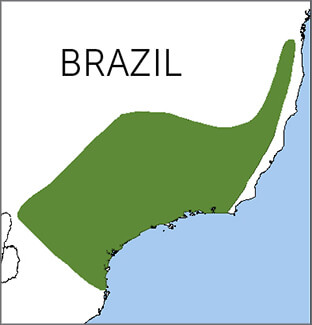 Pin-tailed Manakin map, NatureServe