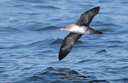 Pink-footed-Shearwater_California_Tom-Grey_27Sep2009_3_U_Web