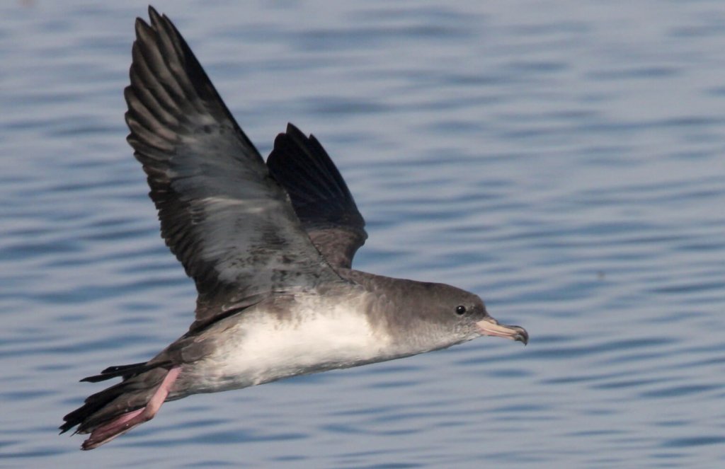 Pink-footed Shearwater