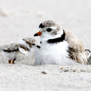 Piping Plovers, Michael Stubblefield. Gulf Birds