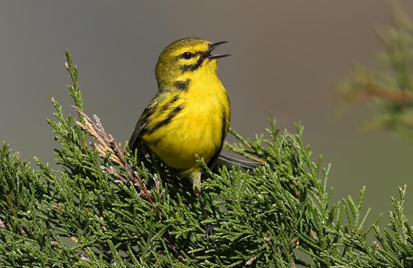 Prairie Warbler, Dan Behm