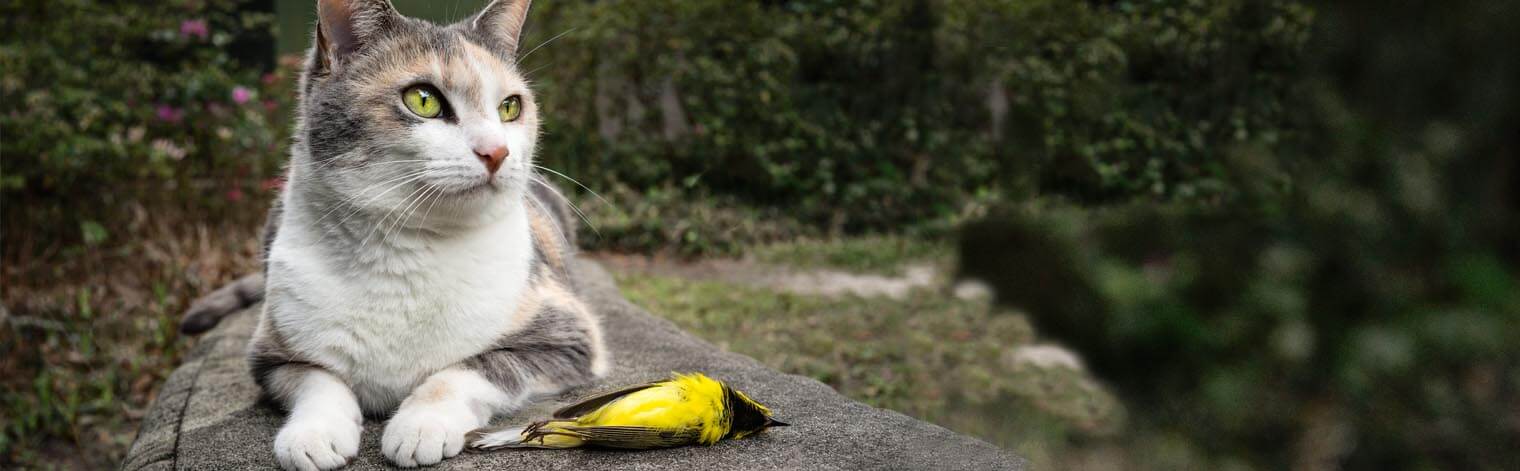 Cat with Hooded Warbler, forestpath/Shutterstock