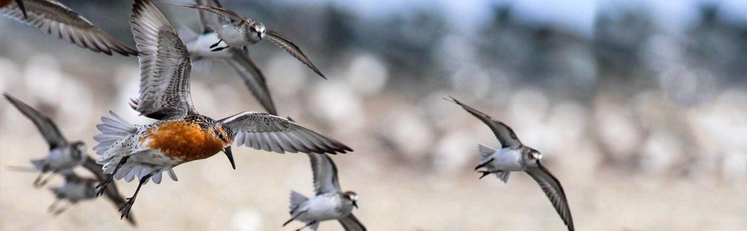 Red Knots, Mike Parr