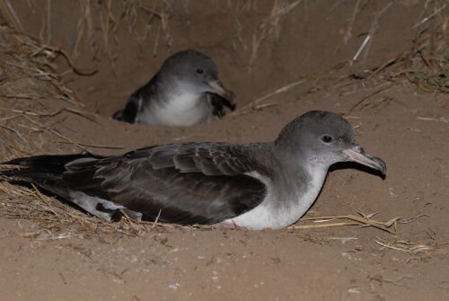 Puffinus creatopus3