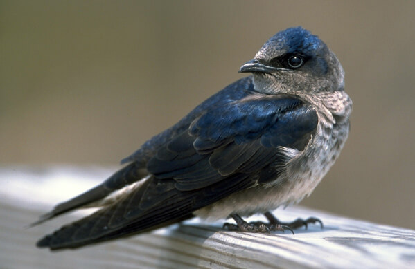 Purple Martin, Michael Stubblefield