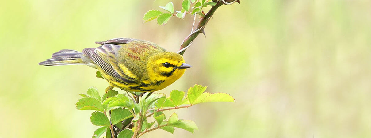 Prairie Warbler. Photo by Dan Behm