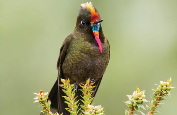 Rainbow-bearded Thornbill, Glenn Bartley