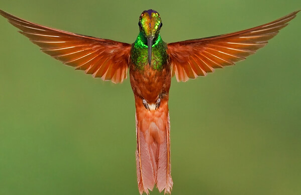 Rainbow Starfrontlet, Glenn Bartley