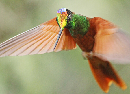 Rainbow Starfrontlet, Luke Seitz