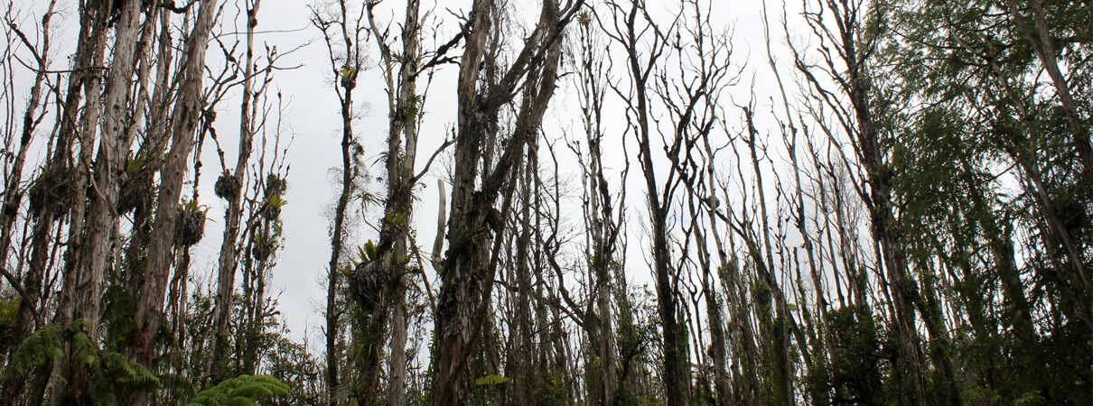 Rapid ohia death, Hawaii Public Radio/Molly Solomon